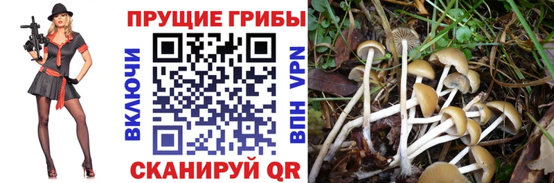 Псилоцибиновые грибы Cubensis  Елабуга 